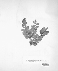 Leptostroma hypophyllum image